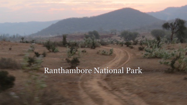 ranthambore-national-park