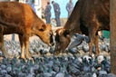 Yes, cattle do graze anywhere