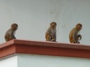 Monkeys at our hotel in Kathandu