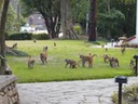 It seemed like hundreds suddenly starting running across the hotel grounds