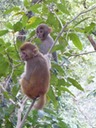 They scampered up and down the trees