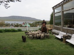 Puppy learning to herd the sheep