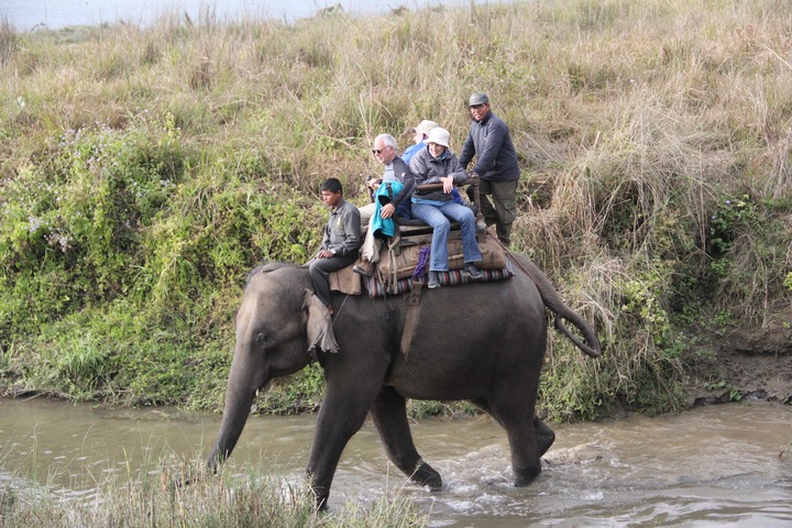These elephants are NOT comfortable.