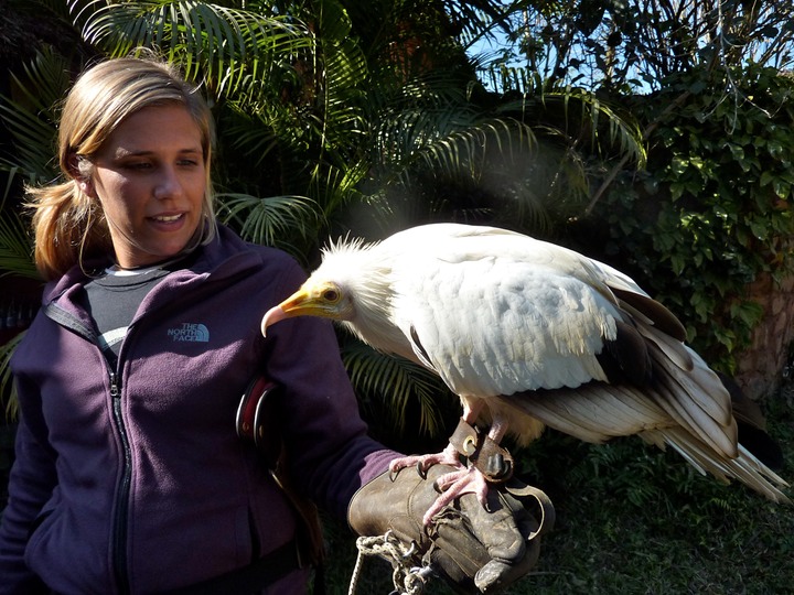 I think this was Bob, the trained paragliding falcon