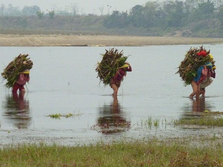 Carrying wood across the river