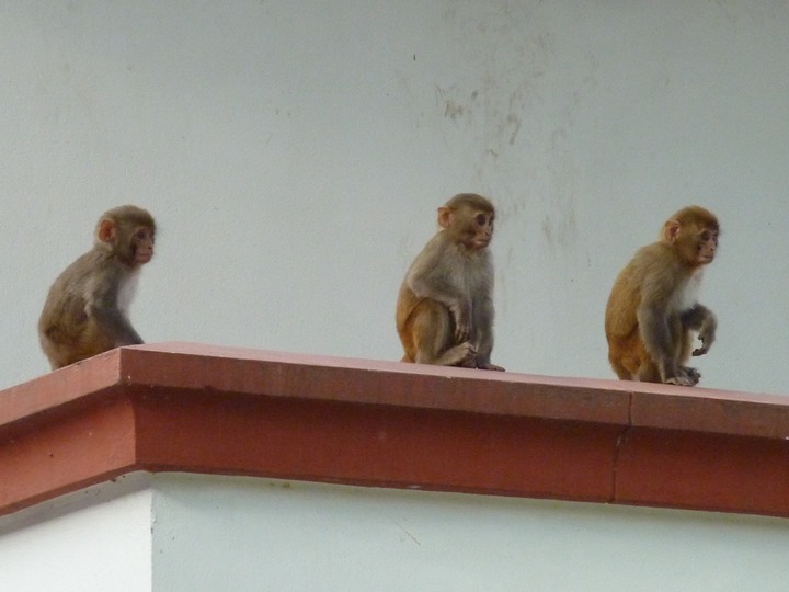 Monkeys at our hotel in Kathandu